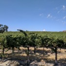 Mitchella Vineyard